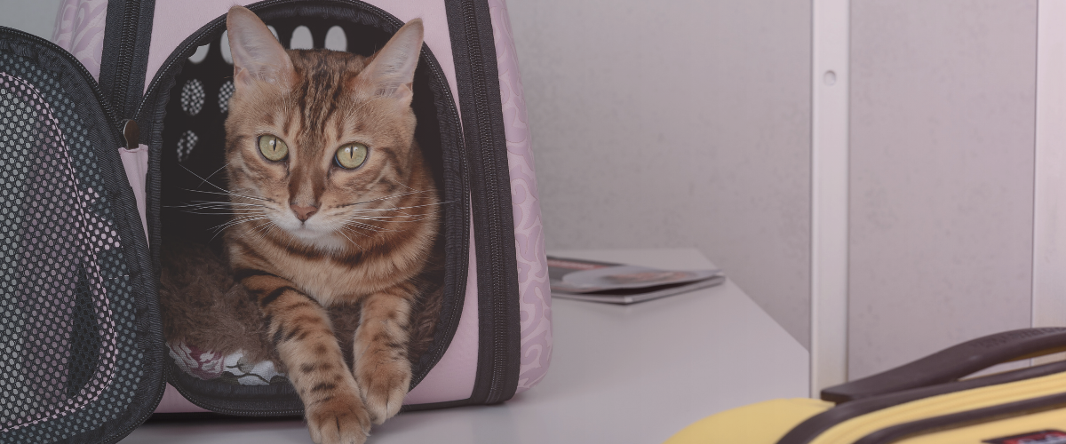 Air malta travelling with pets sale